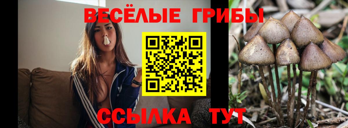 купить наркотики сайты  Вход с VPN  Миллерово  Псилоцибиновые грибы ЛСД 